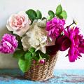 Peonies for bouquets