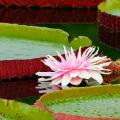 Deep water aquatic plants, submerged under more than 80 cm of water