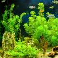 Plants for aquariums