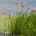 Aquatic plants for 5 to 20 cm of water