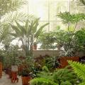 Tropical house plants