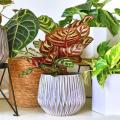 Colourful indoor plants