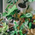 Houseplants by characteristics