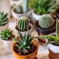 Houseplants by variety
