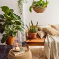 Best plants for each room