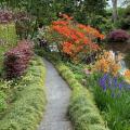 Border Plants