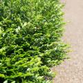 Plants for slopes
