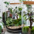 Terrarium plants