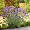 Drought and cold resistant plants