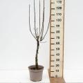 Quarter-standard pear trees