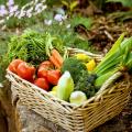 Special offer Vegetable gardens