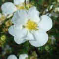 White flowering Potentilla