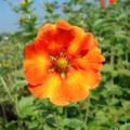 Orange flowering Potentilla