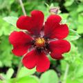 Red flowering Potentilla