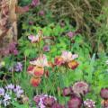 Purple and Copper – 2026 Trend Garden Colours