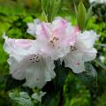 Fragrant Rhododendrons and Azalea