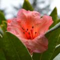Rhododendron and Azalea A to Z