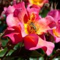 Rosehip - Wild Rose