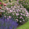 English bush Roses