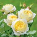 English Roses A to Z
