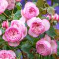 English Roses for pots