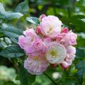 Polyantha clustered Roses