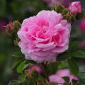 Centifolia Roses