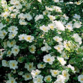 Shrub Roses