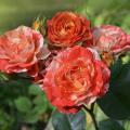 Bicolour climbing roses