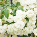 White climbing roses