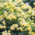 Yellow climbing roses