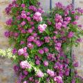 Mauve, purple or 'blue' climbing roses