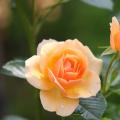 Orange and salmon climbing roses