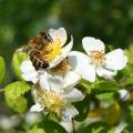 Roses for bees and pollinators 