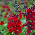 Red flowering bushy Sage