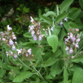 Salvias for dry soil