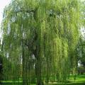 Willow - Salix