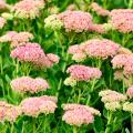 Botanical Sedums
