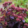 Purple-leaved stonecrops