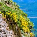 Yellow-flowering Stonecrops