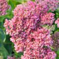 Pink-flowered stonecrops