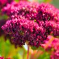 Red-flowered Stonecrops