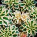 Variegated Stonecrops