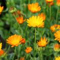 Calendula - Marigold seeds