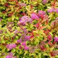 Coloured foliage Spiraea