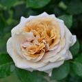 Champagne - Colour garden trend 2025