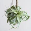 Air plants - Tillandsia