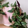 Indoor Tradescantia