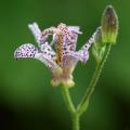 Tricyrtis - Japanese Toad Lily