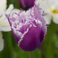 Fringed or dentate Tulips